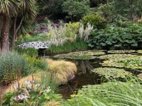 Lilly pads and reflections sit before the white bridge and lush greenery.