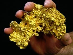 24 oz gold nugget, Gold & Relics gold prospecting adventure tour