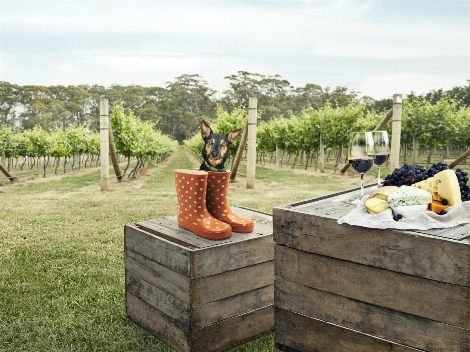 Dog on box with food and wine