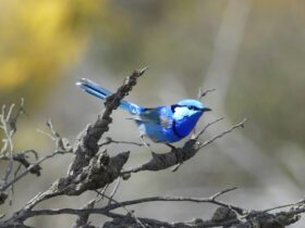 Beautiful Male wren