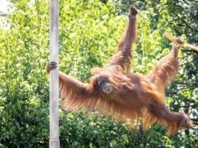 An orangutan swinging