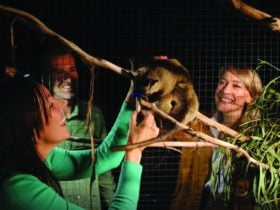 Feed gliders on the night tour
