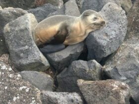 Fur seal sun baking