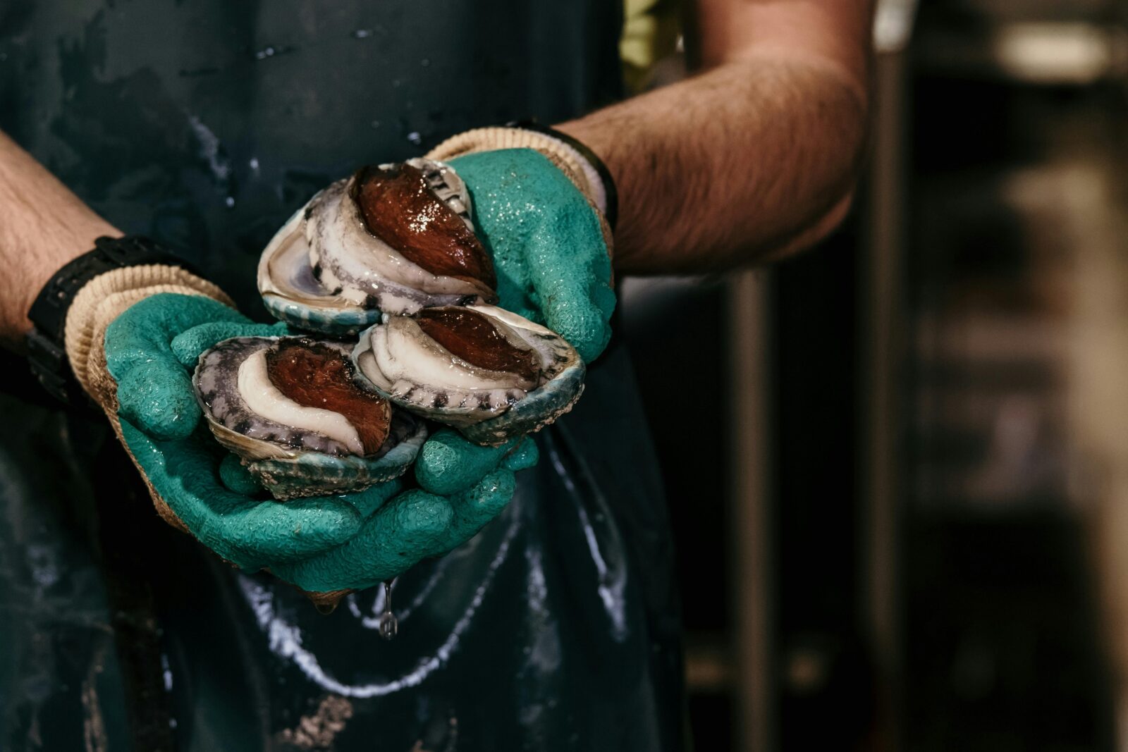 Hands wearing safety gloves, holding tiger abalone