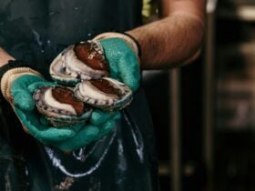 Hands wearing safety gloves, holding tiger abalone