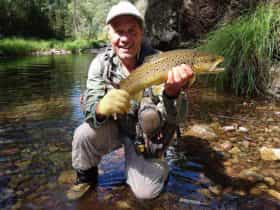 A beautiful Howqua Brown
