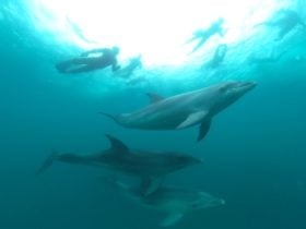 Dolphin Swim
