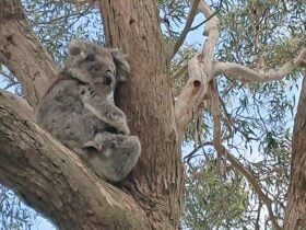 There are over 6,000 Koalas on the island.