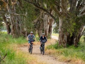 Yackandandah Rail Trail.