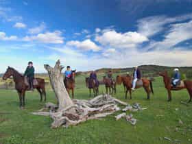 Uncle Nev's Trail Rides