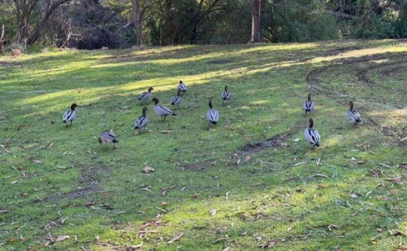 Ducks