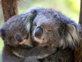 ZOOBUS TO THE HEALESVILLE SANCTUARY