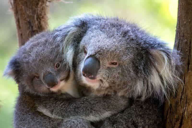 ZOOBUS TO THE HEALESVILLE SANCTUARY