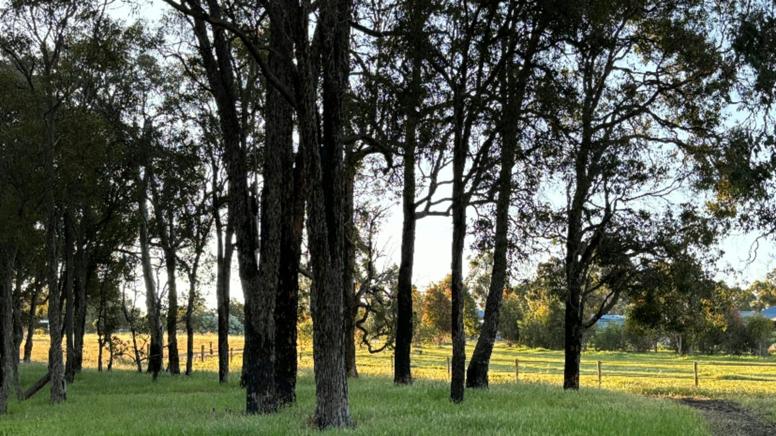Boyup tree scape