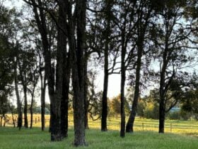 Boyup tree scape