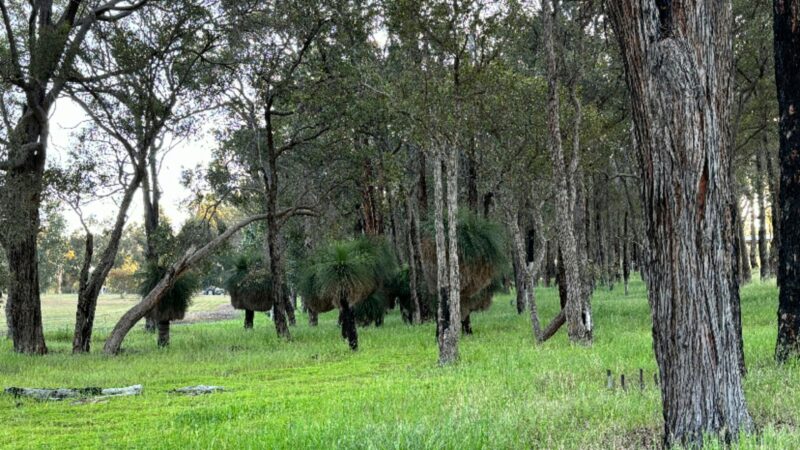 Boyup tree scape