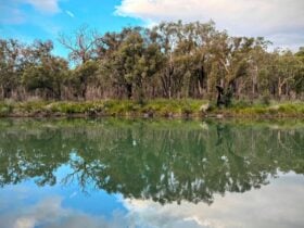 Large body of water surrounded by tall trees reflected in the water.