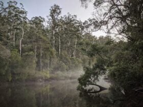 River surrounded by tall trees with mist coming off the water.