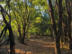 Forest Edge