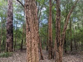 A grove of sheoak trees.
