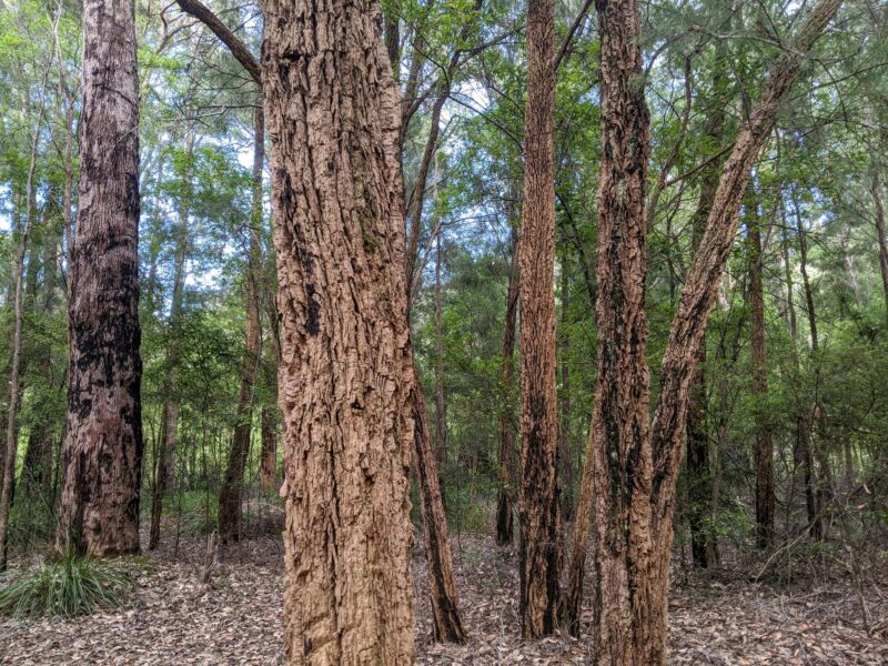 A grove of sheoak trees.