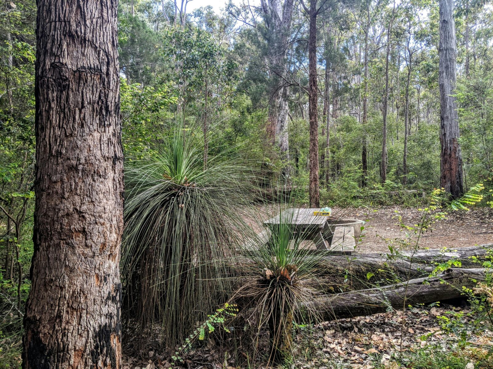 Picnic table surrounded by tall trees.