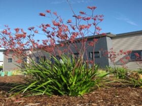Property bldg. Garden