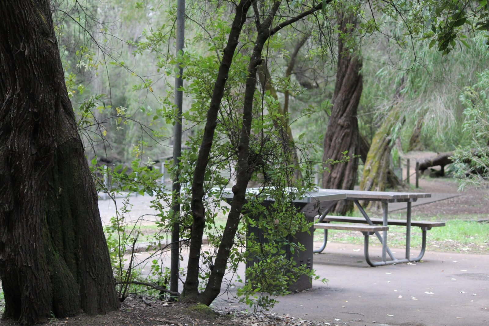 Picnic table and gas barbecue surrounded by trees