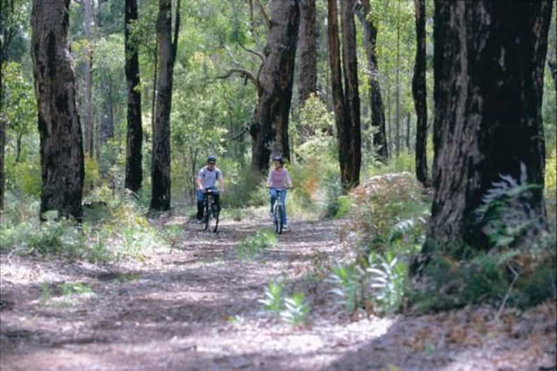 Jarrah Forest, Wellington National Park