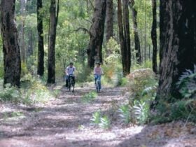 Jarrah Forest, Wellington National Park