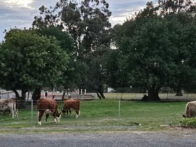 Logue Brook Camping Retreat & Farm