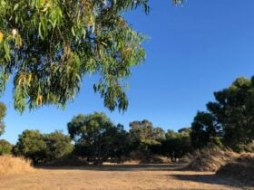 Peppie Tree Drive