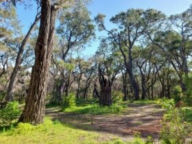 Cleared area for camping under tall trees.