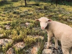 Qualin Farm bush camp