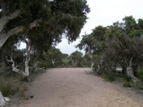 Cleared area surrounded by bushes.