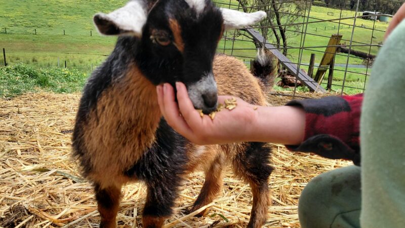 SunnyBrook Farm