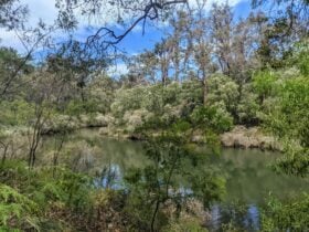River view surrounded by tall green trees which are reflected in the water.