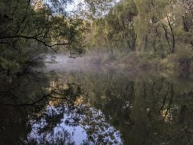 Calm, flat water surrounded by forest and mist.