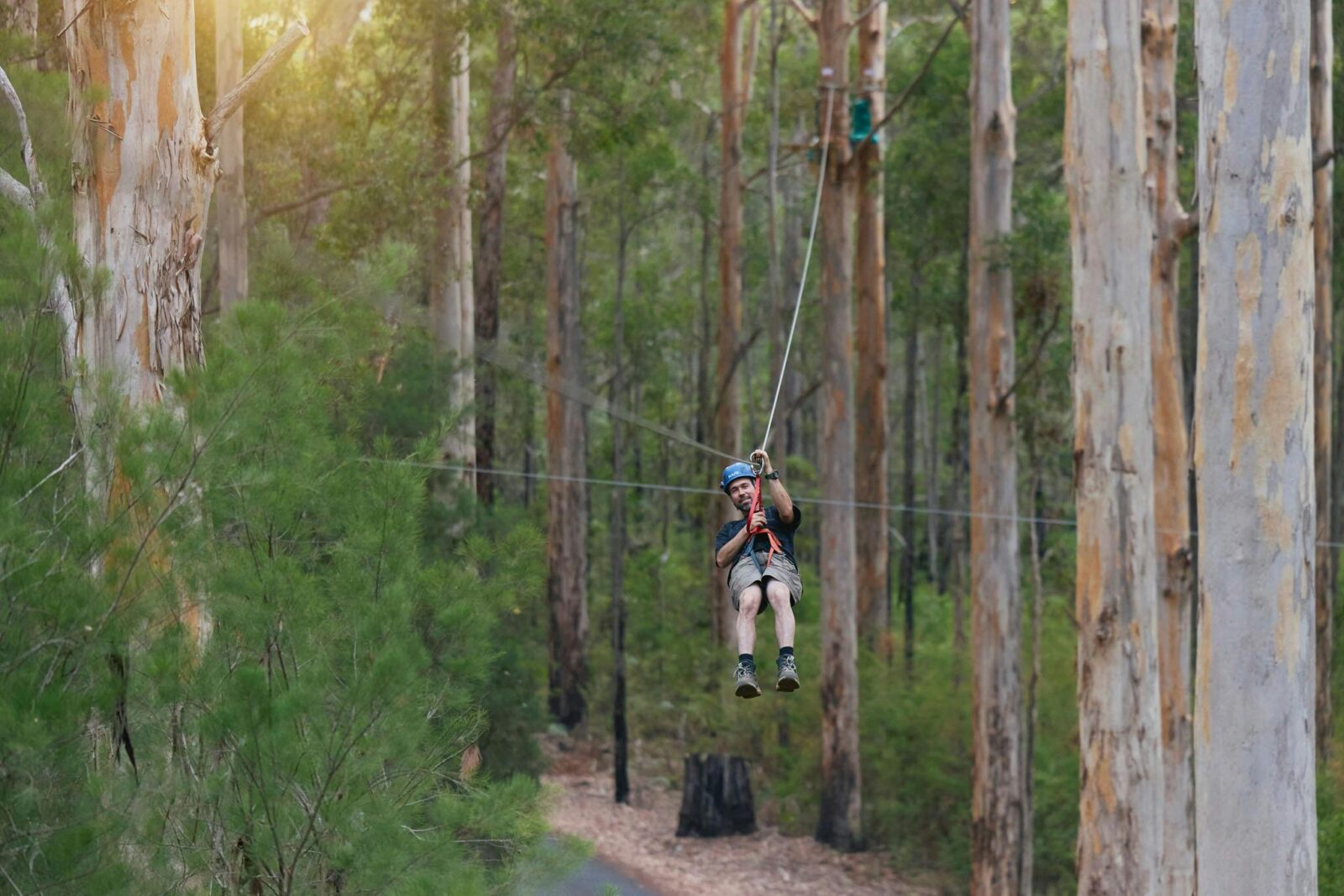 An adult flying through the karri trees on a 80m+ zipline at dusk.