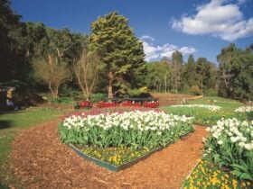 Araluen Botanic Park, Roleystone, Western Australia