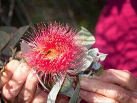 Badgingarra National Park, Badgingarra, Western Australia