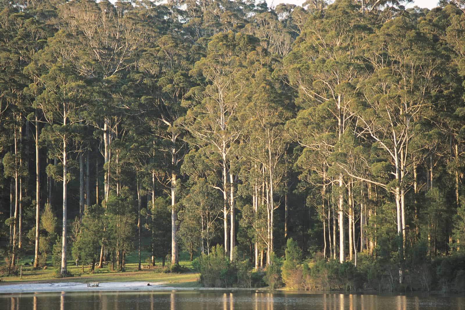 Big Brook Dam, Pemberton, Western Australia