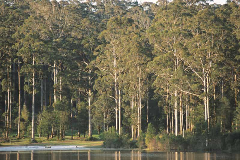 Big Brook Dam, Pemberton, Western Australia