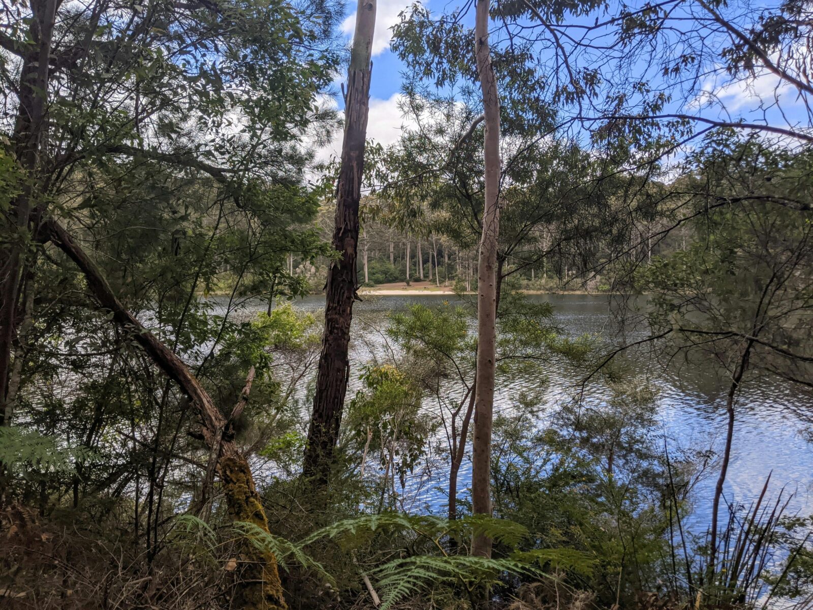 Viewing water between trees lining the dam.