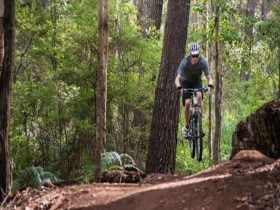 Big Pine, Bramley Forest, Margaret River, Western Australia