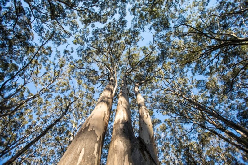 Boranup Karri Forest, Margaret River, Western Australia