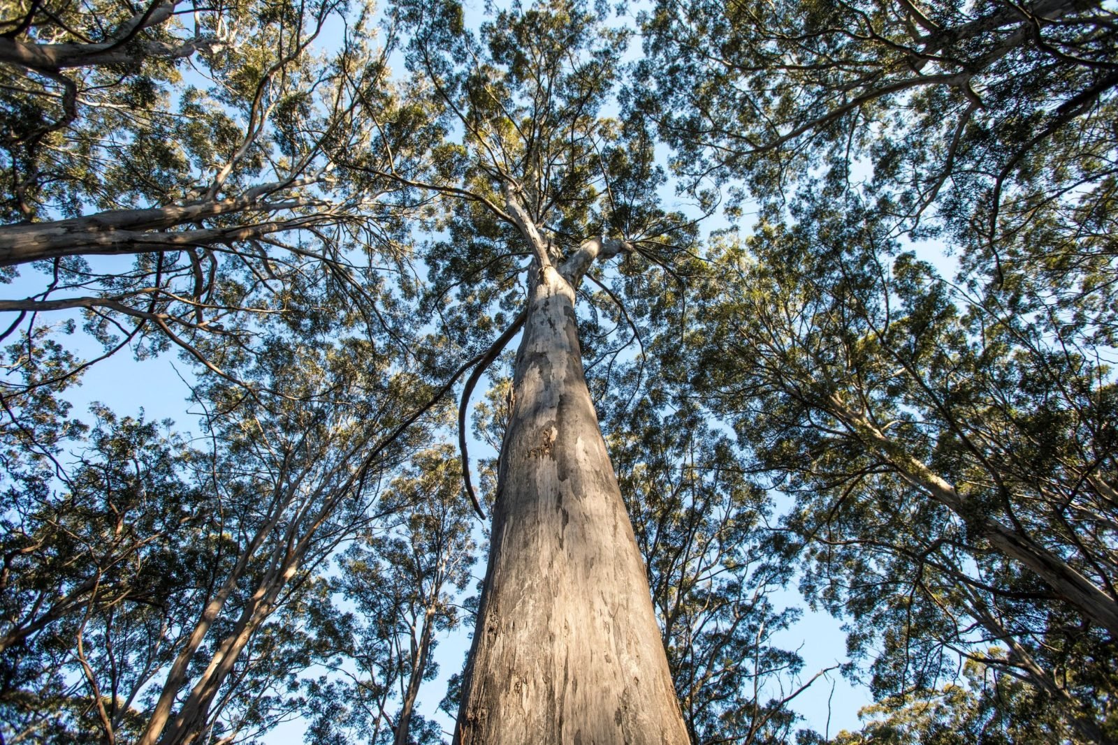 Boranup Karri Forest, Margaret River, Western Australia