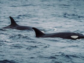 Naturaliste Charters, Bremer Bay