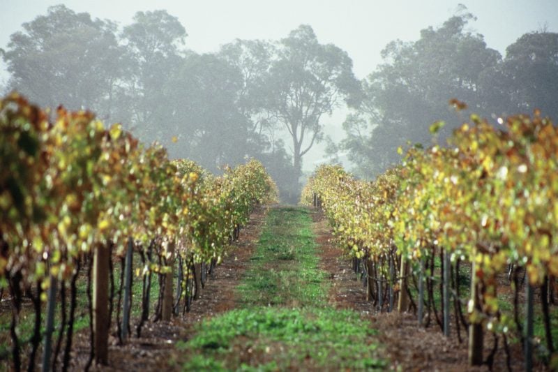 Cape Grace Wines Vineyard