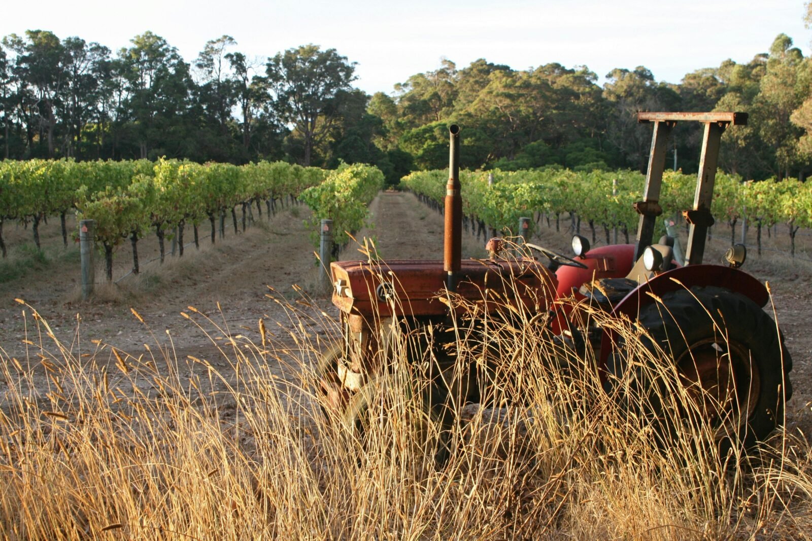 Vintage tractor in the vineyard